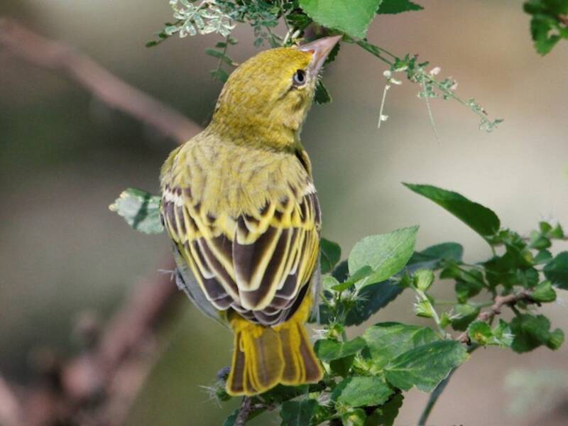 Lesser Masked-Weaver, 照片 3