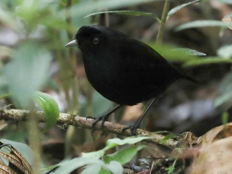 Lesser Melampitta, Photos 3