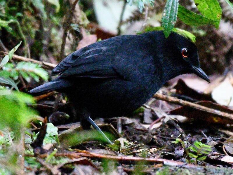 Lesser Melampitta, Photos 2