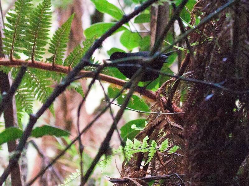 Lesser Melampitta, Photos 4