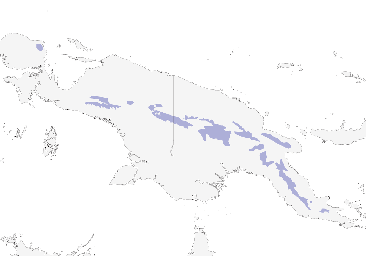 Lesser Melampitta, Distribution 1