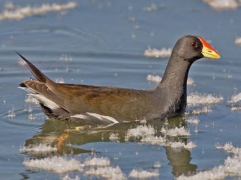 Gallinella minore, Foto 4