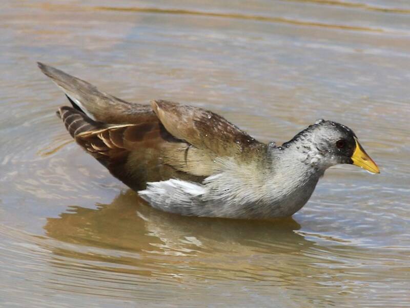 Gallinella minore, Foto 2