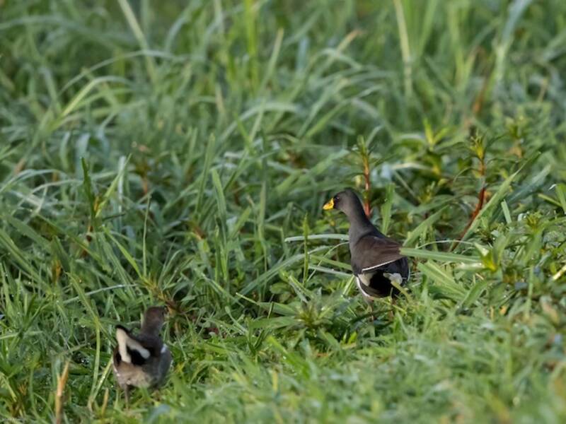 Gallinella minore, Foto 3