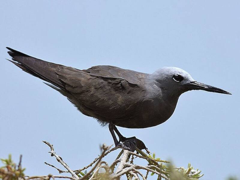 Lesser Noddy, 照片 3