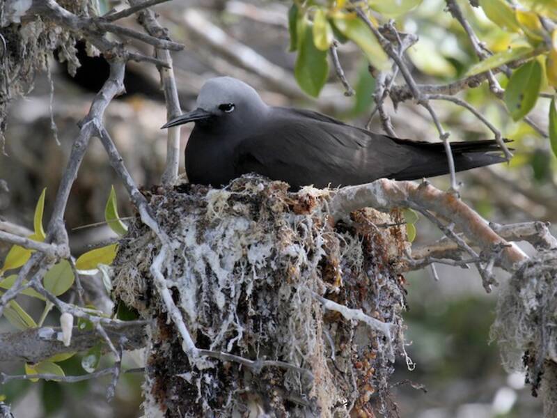 Lesser Noddy, 照片 4
