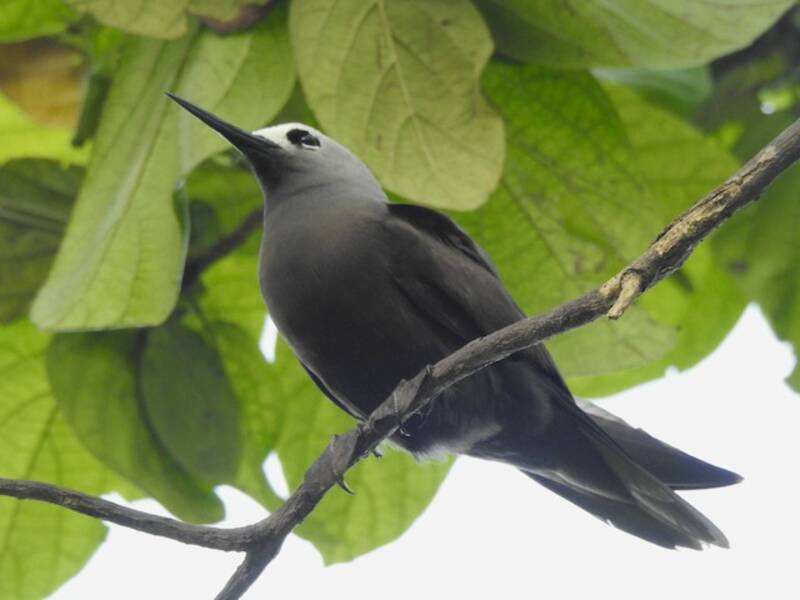 Lesser Noddy, 照片 2