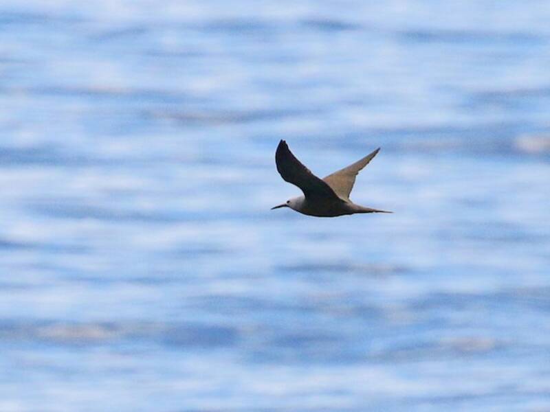 Lesser Noddy