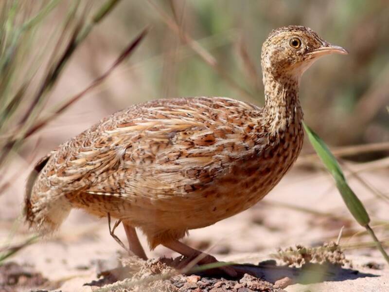 Lesser Nothura, 照片 4