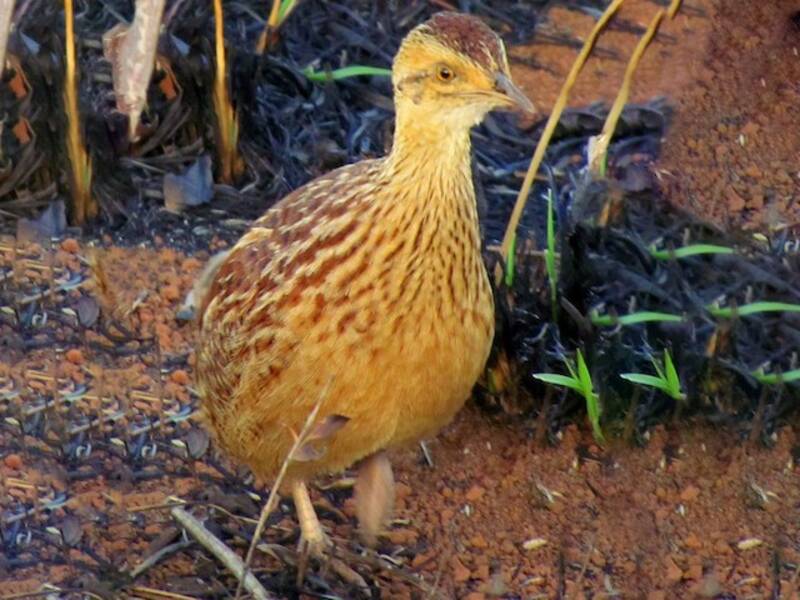 Lesser Nothura, 照片 3