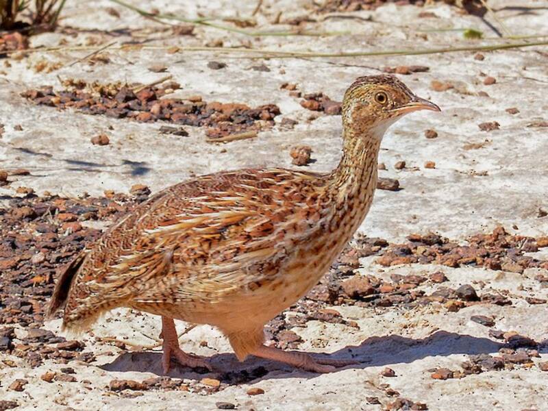 Lesser Nothura, 照片 2