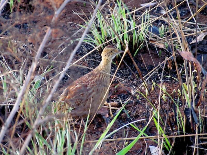 Lesser Nothura