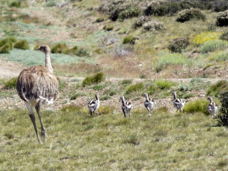 Lesser Rhea