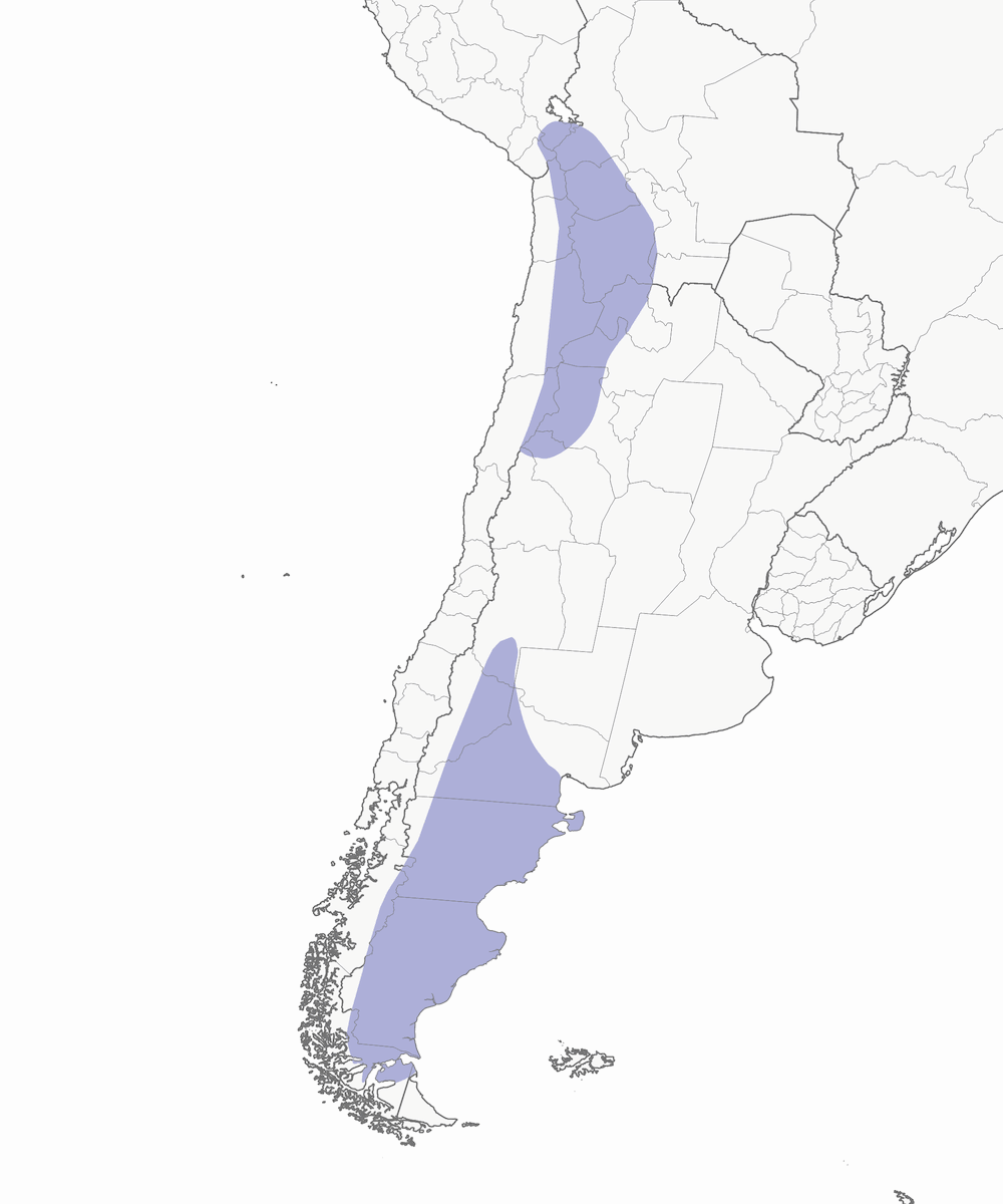 Nandù minore, Distribuzione 1