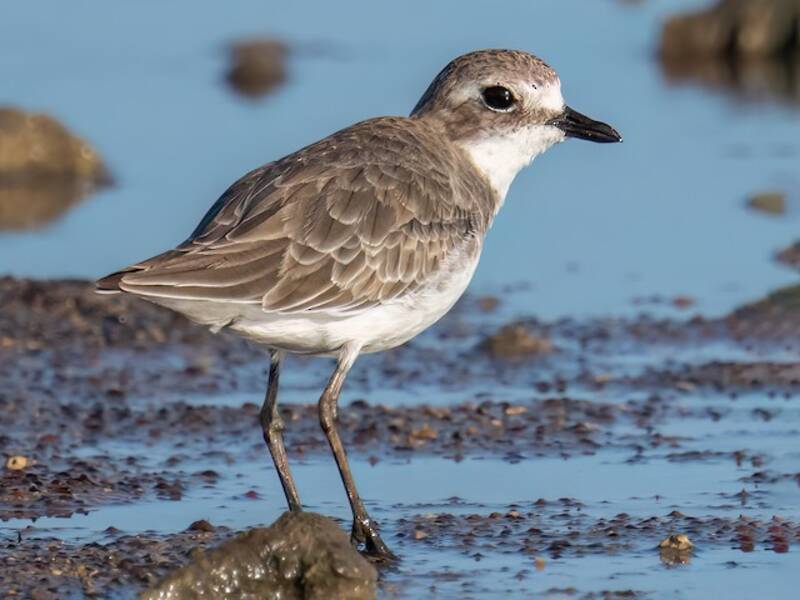 Siberian Sand-Plover