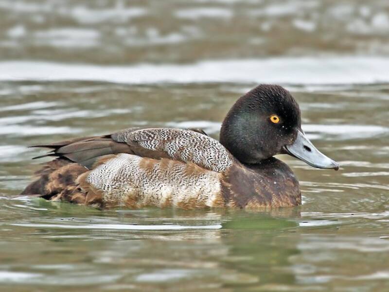 Lesser Scaup (Aythya affinis)