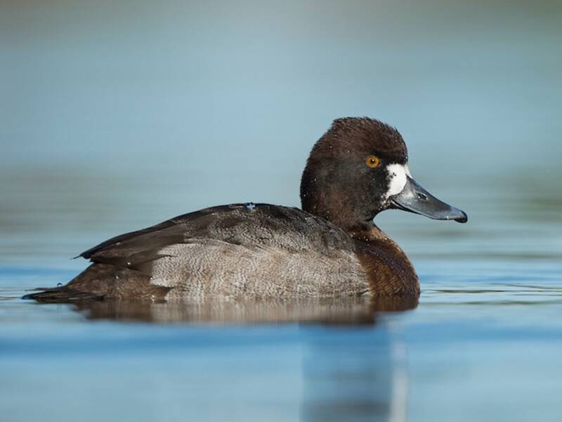 Lesser Scaup, Photos 3