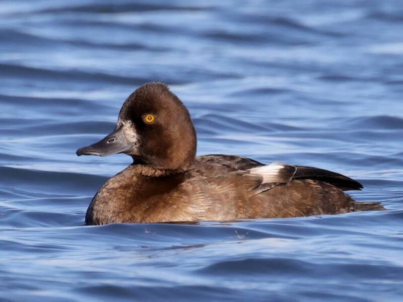 Lesser Scaup, Photos 4