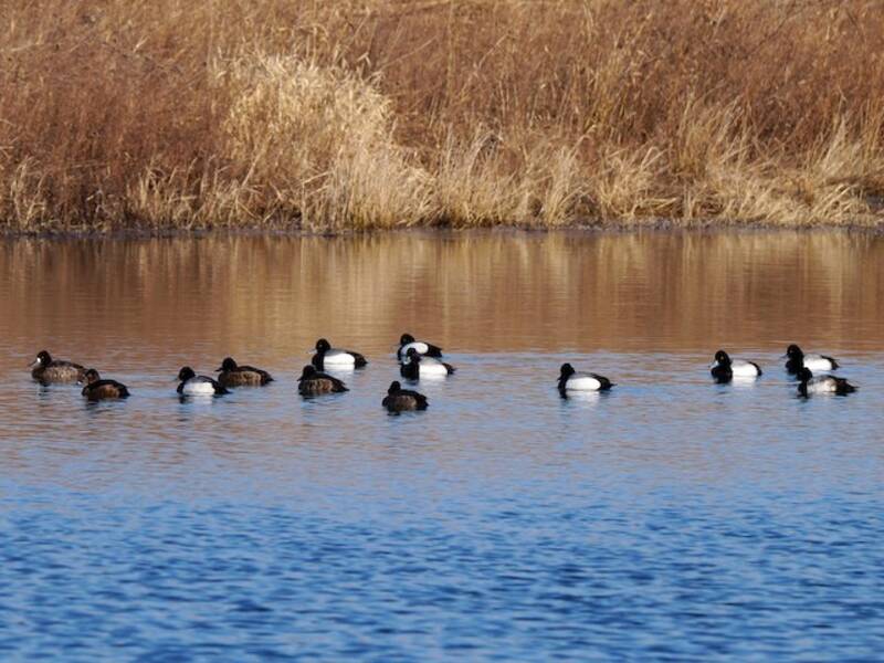 Lesser Scaup, Photos 2
