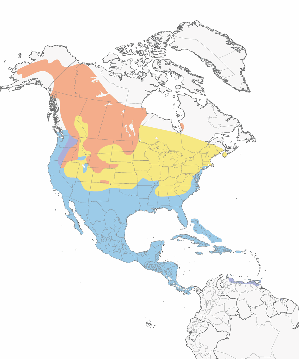 Lesser Scaup, Distribution 1