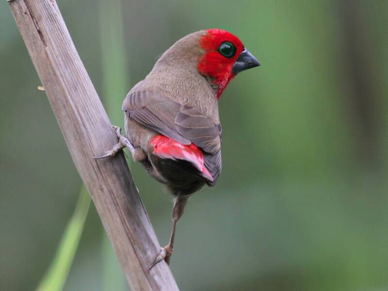 Lesser Seedcracker, Photos 2