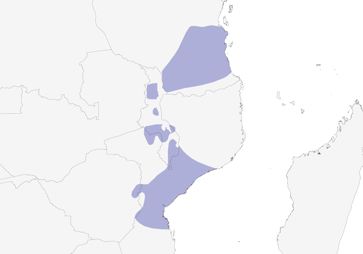 Lesser Seedcracker, Distribution 1