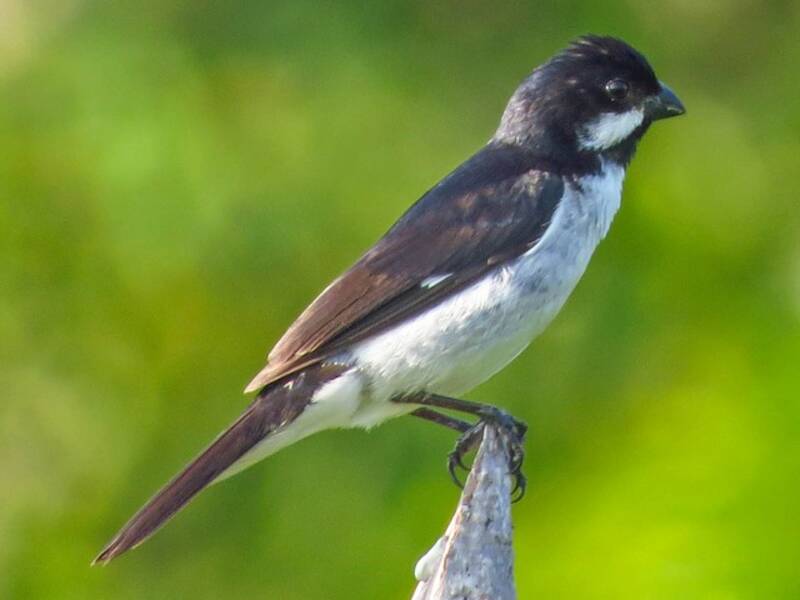Lesson's Seedeater, 照片 4