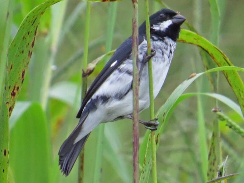 Lesson's Seedeater, 照片 3