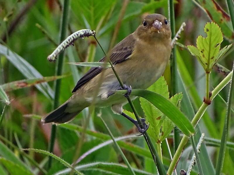 Lesson's Seedeater, 照片 2