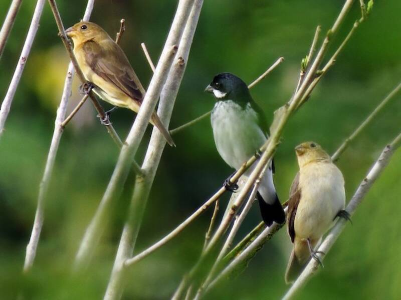Lesson's Seedeater