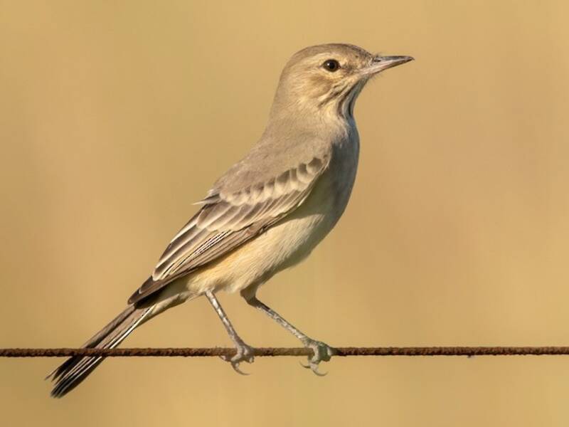 Lesser Shrike-Tyrant