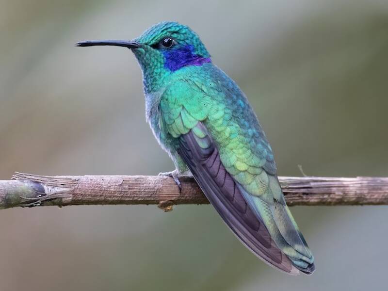 Kleiner Veilchenohrkolibri, Fotos 2