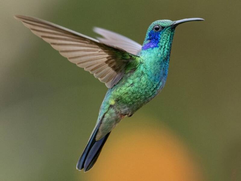 Kleiner Veilchenohrkolibri, Fotos 3