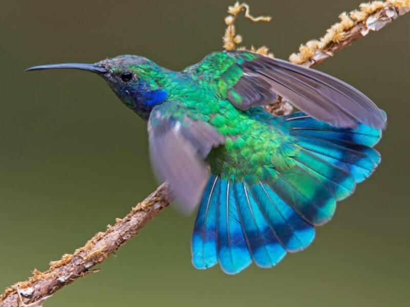 Kleiner Veilchenohrkolibri, Fotos 4