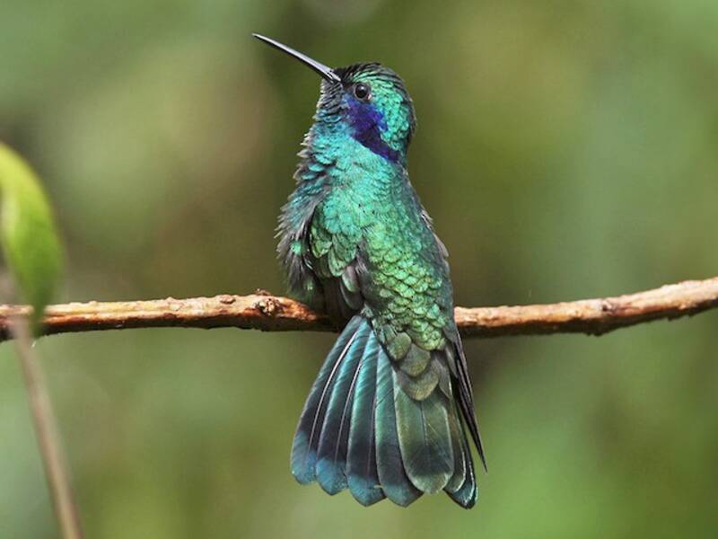 Kleiner Veilchenohrkolibri