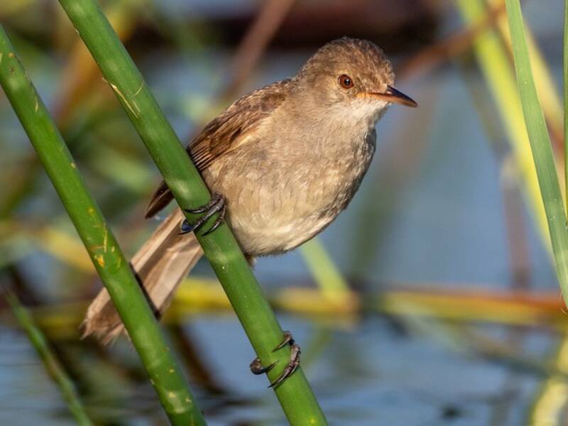Lesser Swamp Warbler, 照片 4
