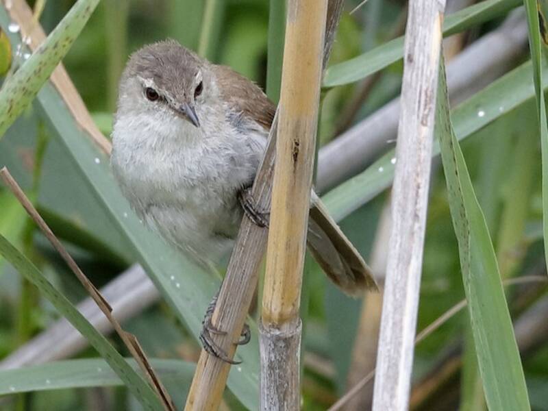 Lesser Swamp Warbler