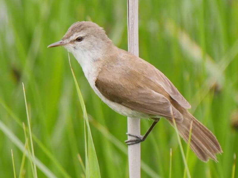 Lesser Swamp Warbler, 照片 2