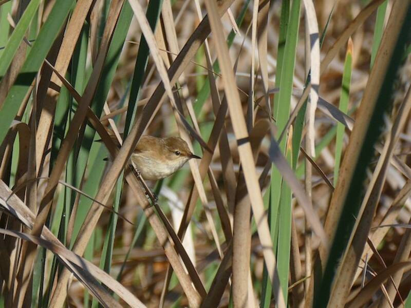 Lesser Swamp Warbler, 照片 3