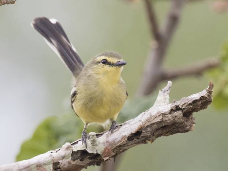 Bahia Wagtail-Tyrant