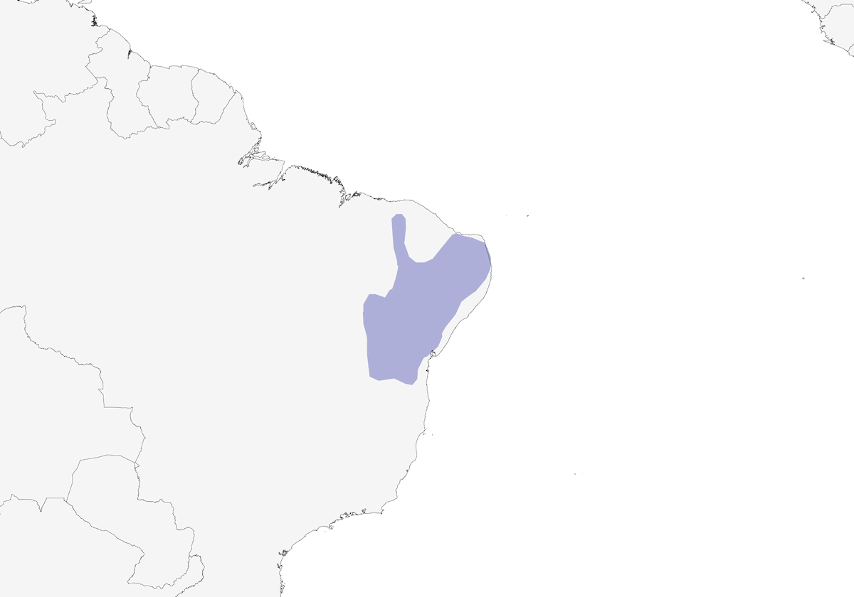 Moucherolle tyran de Bahia, Distribution 1