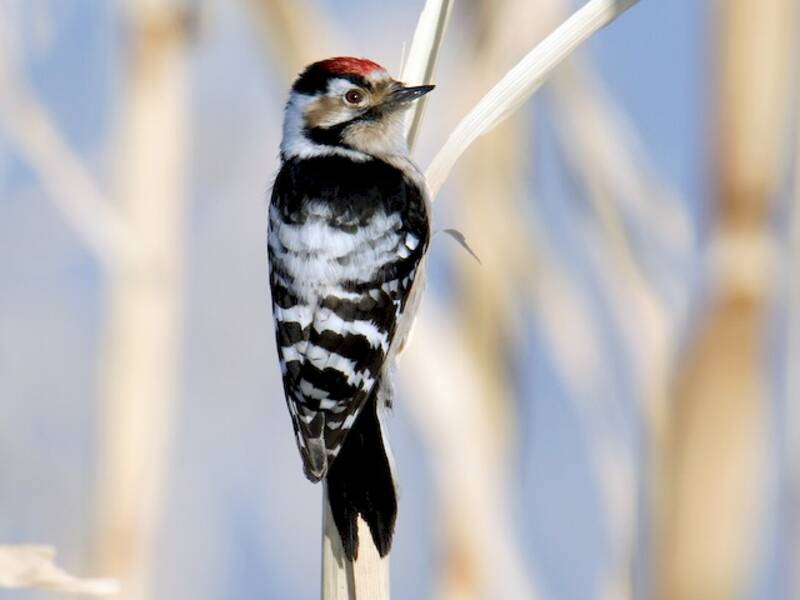 Lesser Spotted Woodpecker, Photos 4