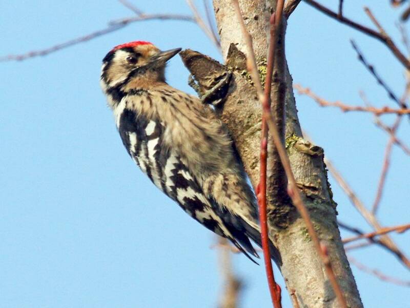 Lesser Spotted Woodpecker, Photos 3