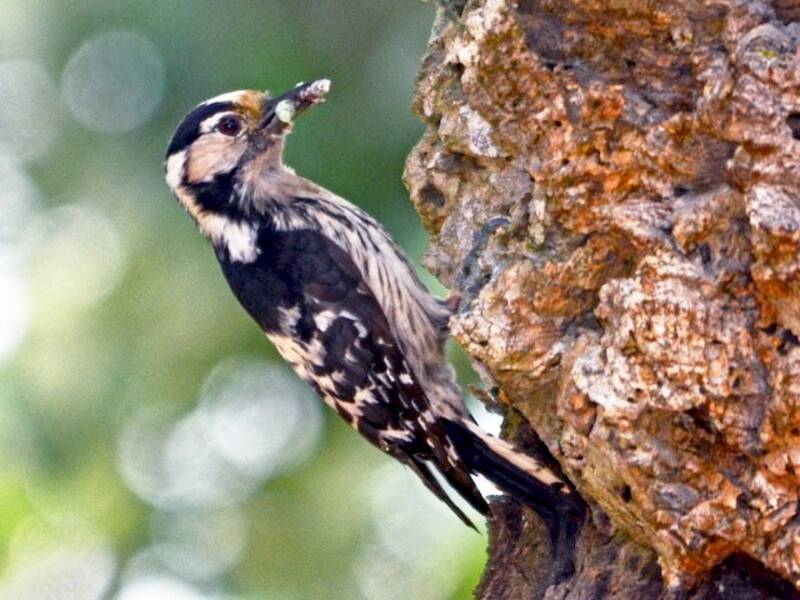 Lesser Spotted Woodpecker, Photos 2