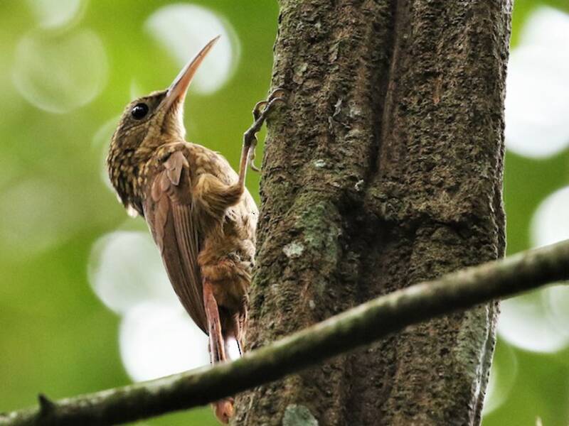 Ceara Woodcreeper