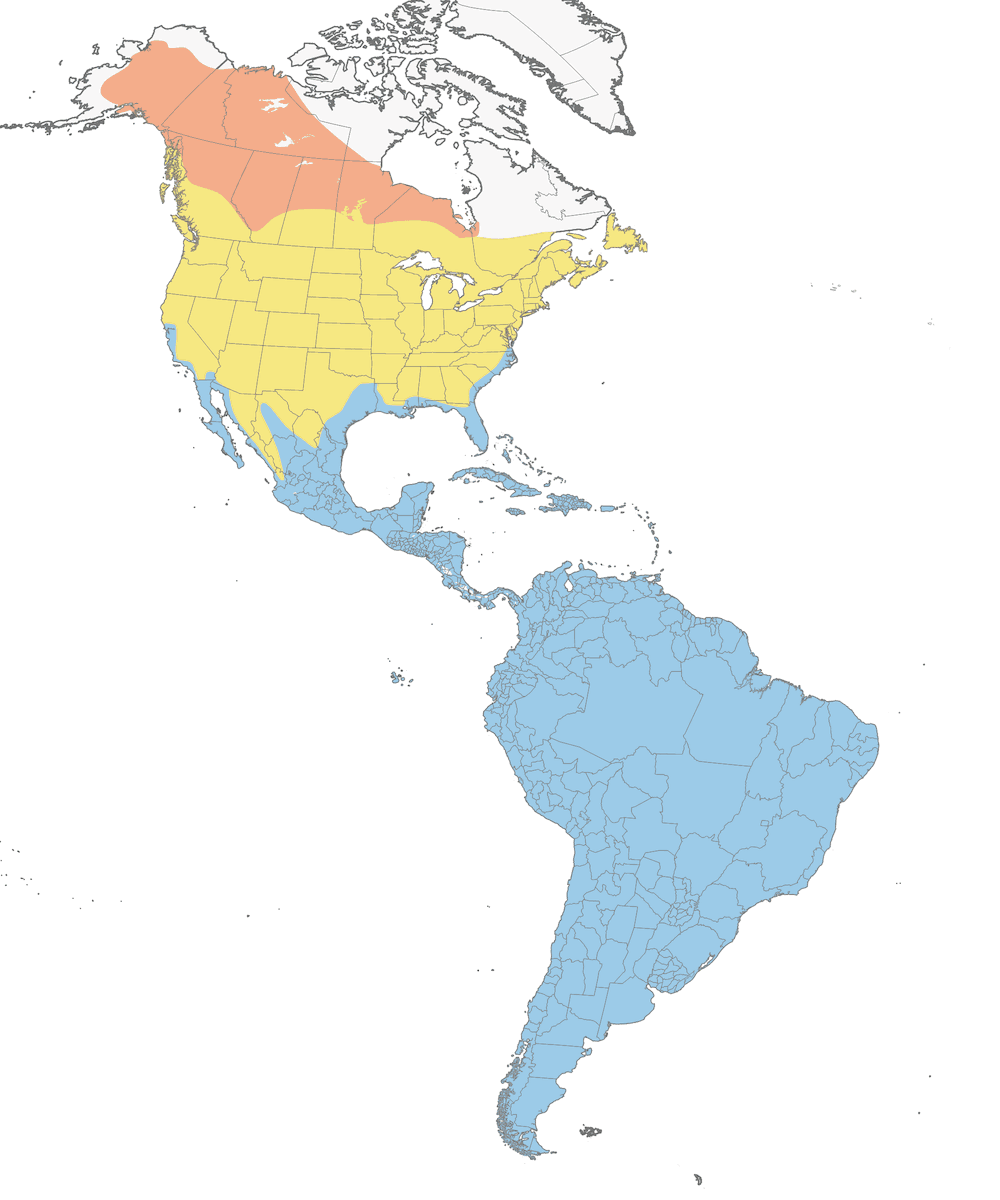 Patamarilla chico, Distribución 1