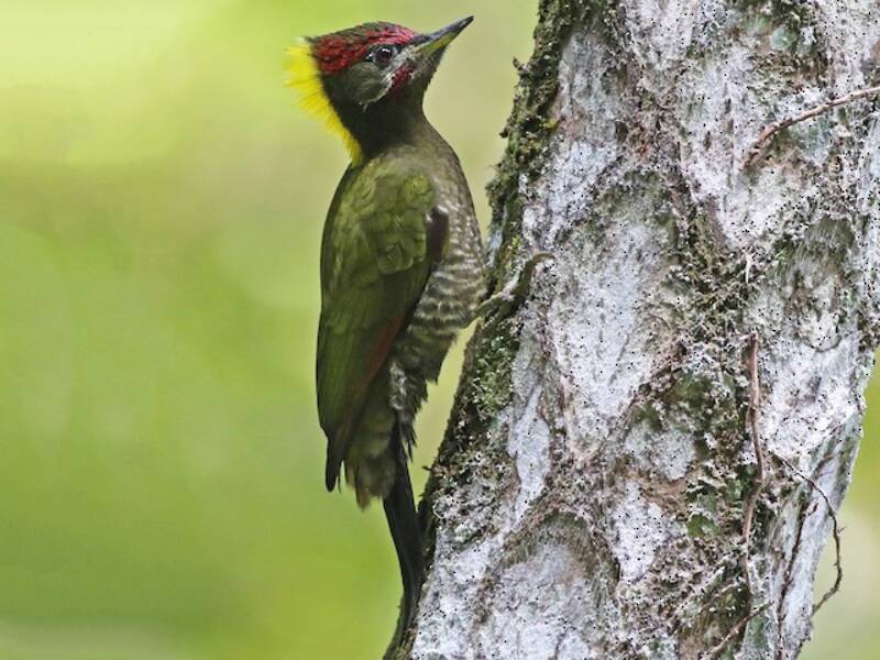 Lesser Yellownape