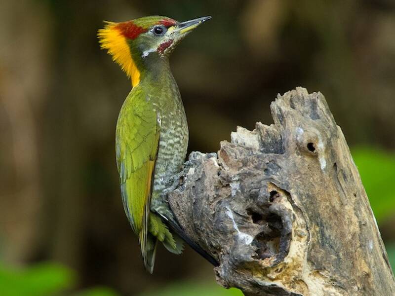 Lesser Yellownape, 照片 2