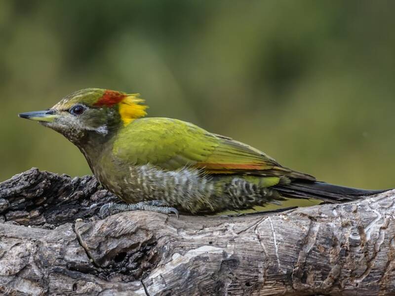 Lesser Yellownape, 照片 3