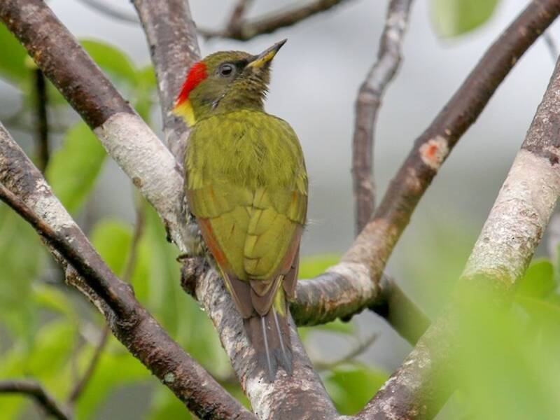 Lesser Yellownape, 照片 4